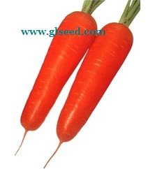 红光五寸F1金笋