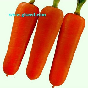富士红胡萝卜