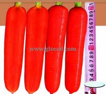 广良88胡萝卜F1