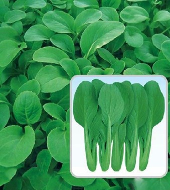 广良青俏鸡毛菜