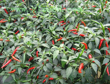 广良15辣椒