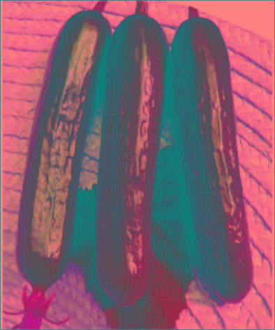 荷兰型14号水果黄瓜