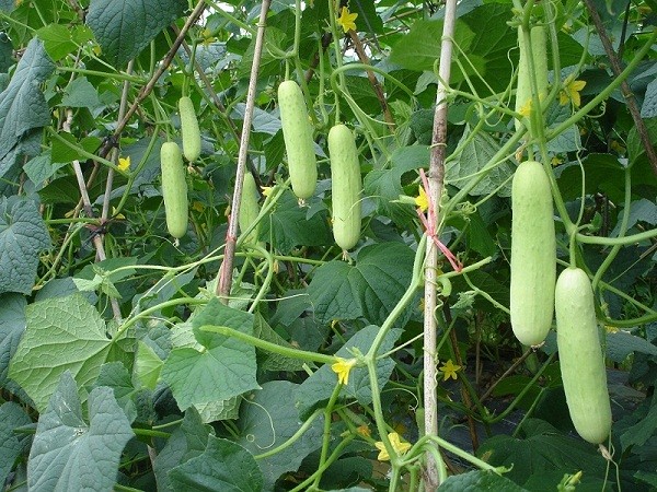 广良5号水果黄瓜