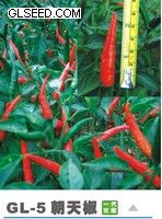 GL-5朝天辣椒