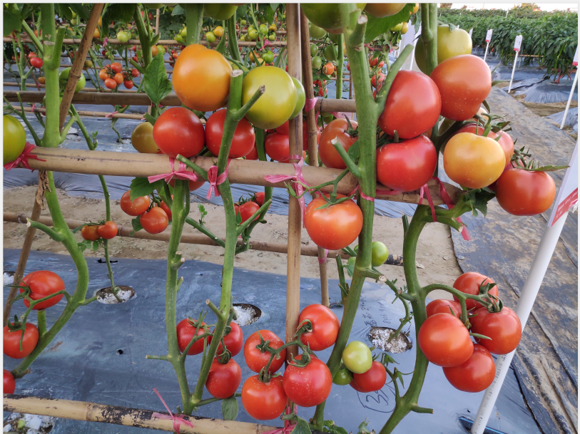 热丽1806大红番茄（新品）