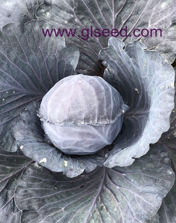 广良红太阳甘蓝