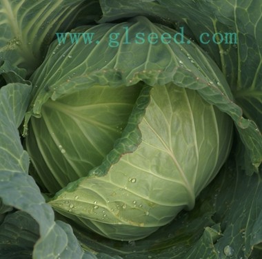 广良青冠甘蓝