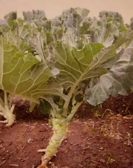 巨叶芥（预告品种）