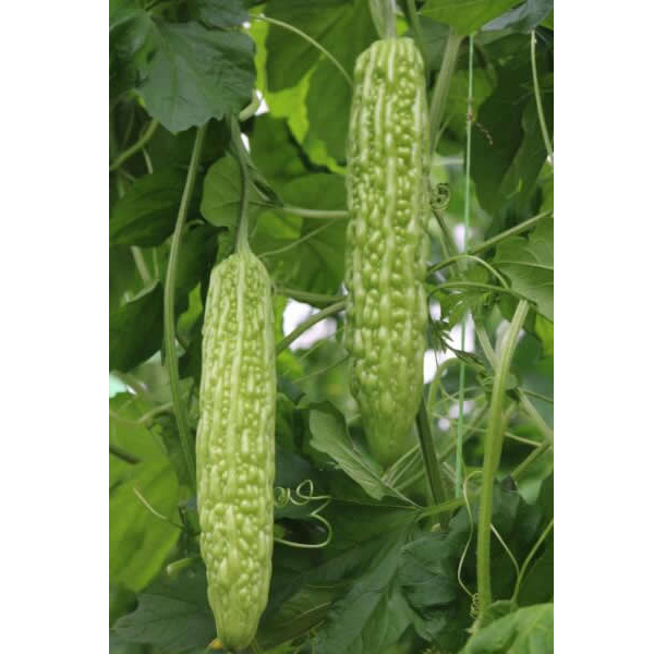 广良109（预告品种）