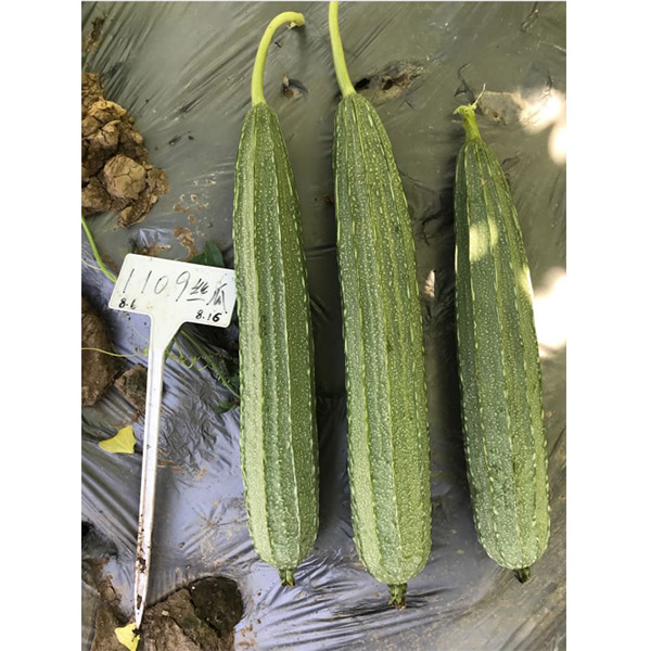 绿水丝瓜(花点丝瓜)