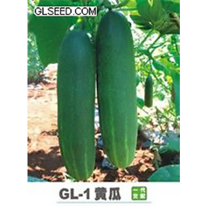 GL-1黄瓜