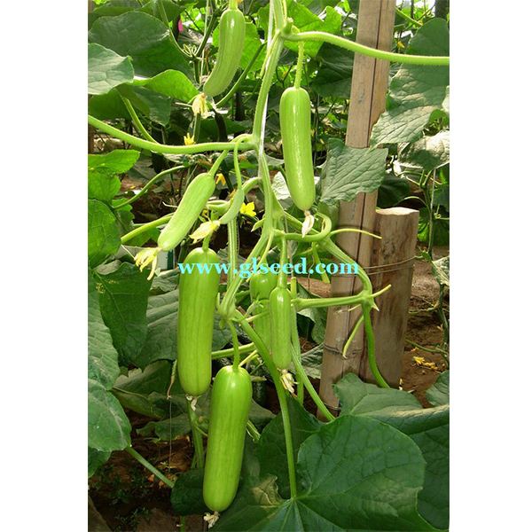 甜翠13号水果黄瓜