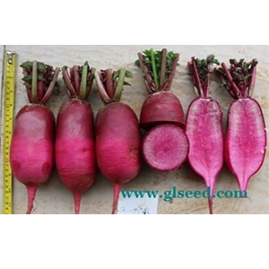 红海萝卜