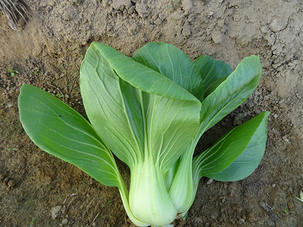 广良16191青梗菜