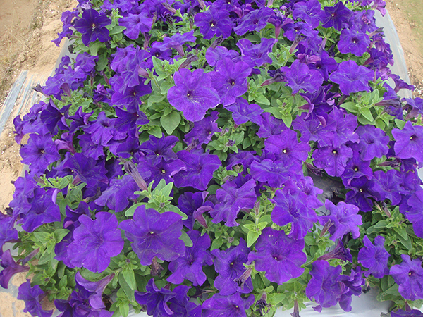 矮牵牛&bull;依格蓝色