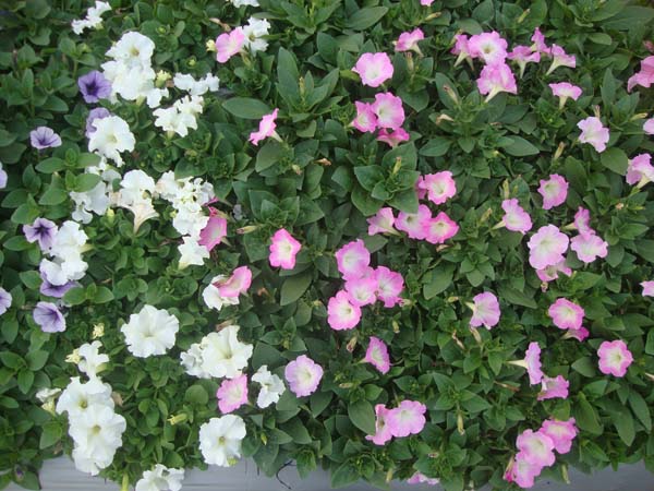 矮牵牛&bull;依格白色