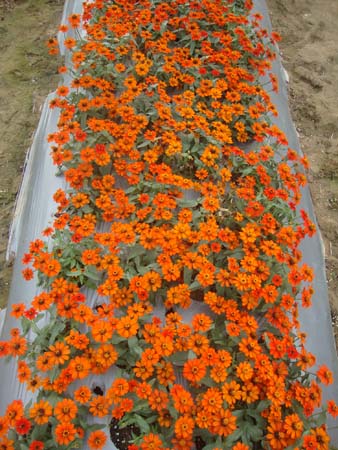 丰花百日草&bull;GLKF02火焰色