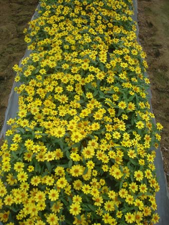 丰花百日草&bull;GLKF04黄色