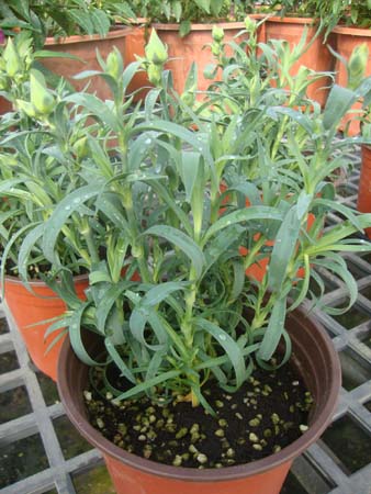 康乃馨&bull;猩红色