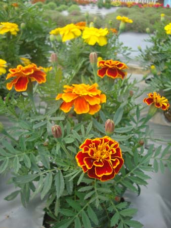 孔雀草&bull;混色