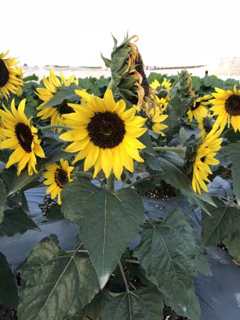 向日葵&bull;GLRX01小君