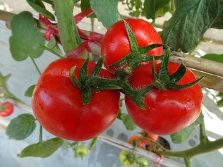 阿尔泰2092番茄(预告)