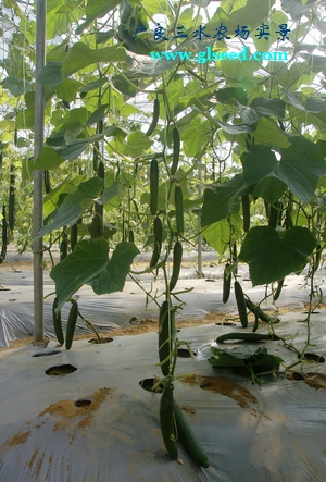 广良74号水果黄瓜