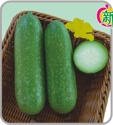 早生碧绿翡翠节瓜