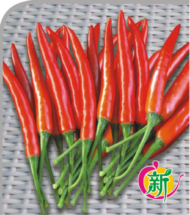 广良17单生干椒