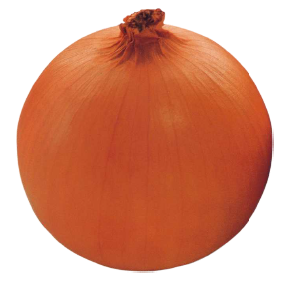 鑫玉王F1洋葱2号