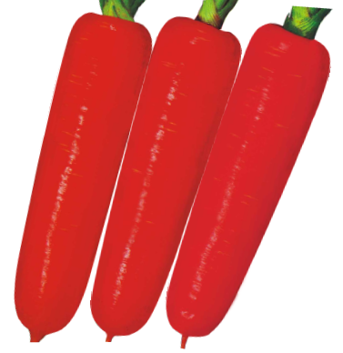 F1彩丽1号胡萝卜