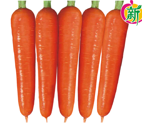 彩霞1号胡萝卜