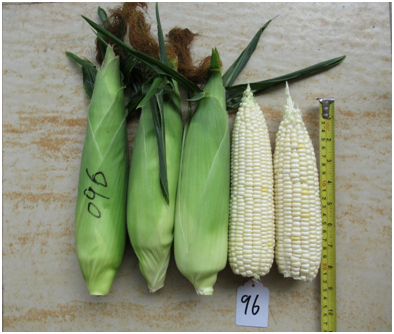 广良白甜96玉米(预告)