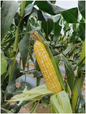 广良甜404玉米(预告)