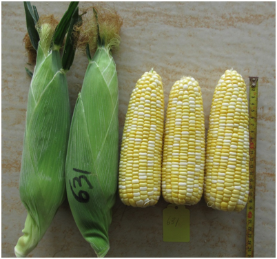 广良甜406玉米(预告)