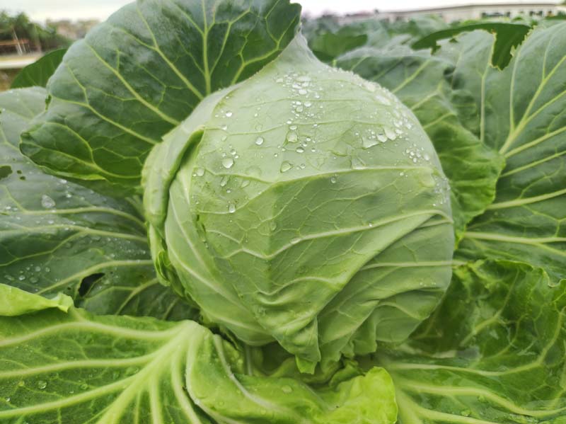 GL-22906甘蓝（预告）