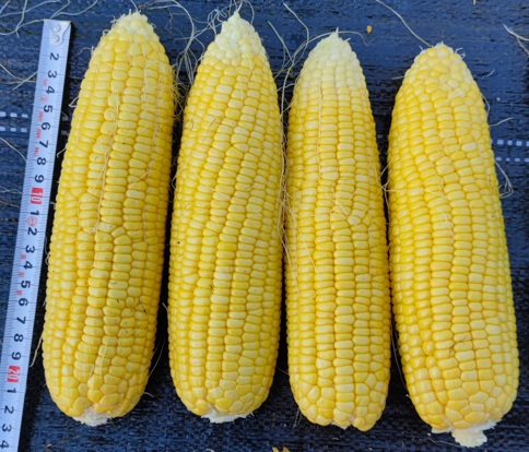 广良甜62号玉米（预告）