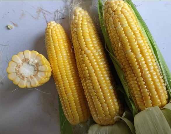 广良甜39号玉米