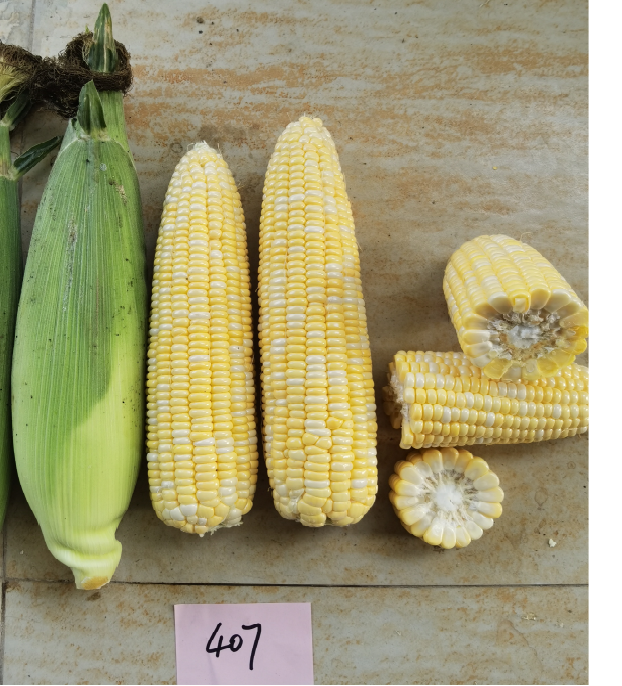 广良甜407玉米(预告)