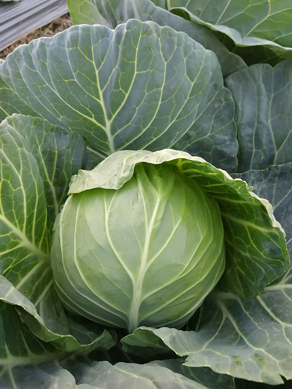 卡多3号甘蓝[新]