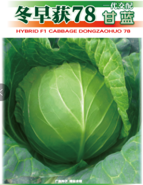 冬早获78甘蓝