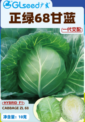 正绿68甘蓝
