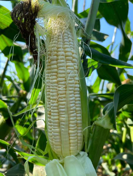 GL-W-2057白甜玉米(预告)