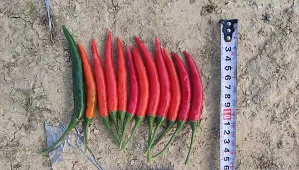 GL-93朝天椒(预告)