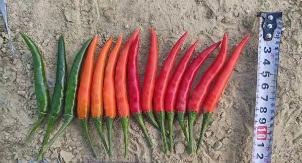 GL-94朝天椒(预告)