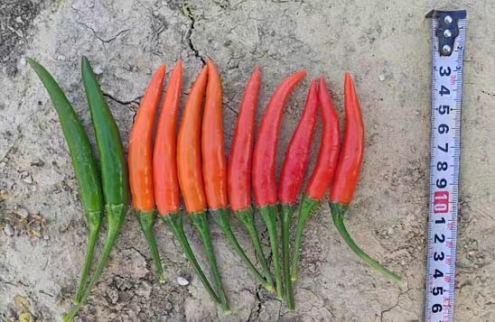 GL-95朝天椒(预告)