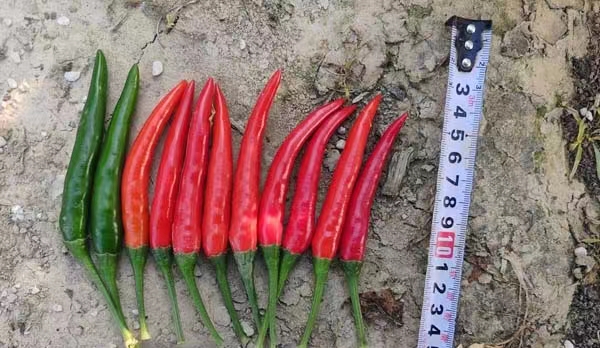 GL-91朝天椒(预告)