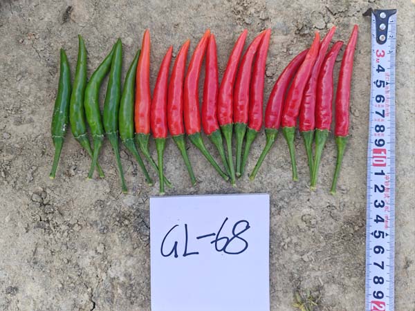 GL-68朝天椒(预告)
