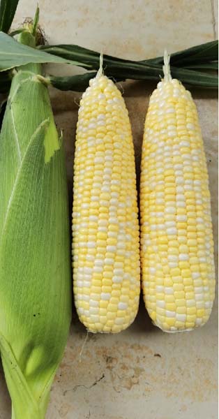 广良甜418(预告)