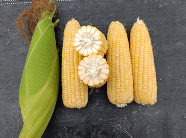 广良甜45号玉米(预告)